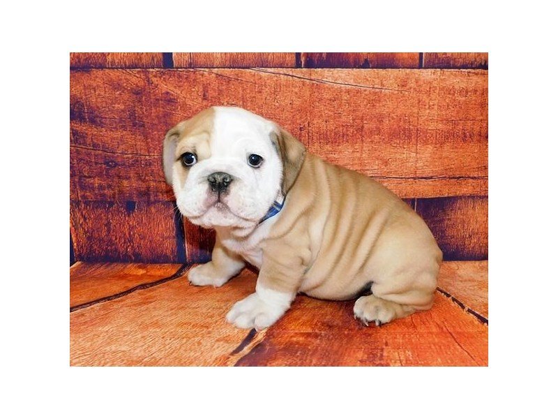 Bulldog-Male-Fawn / White-2972882-My Next Puppy