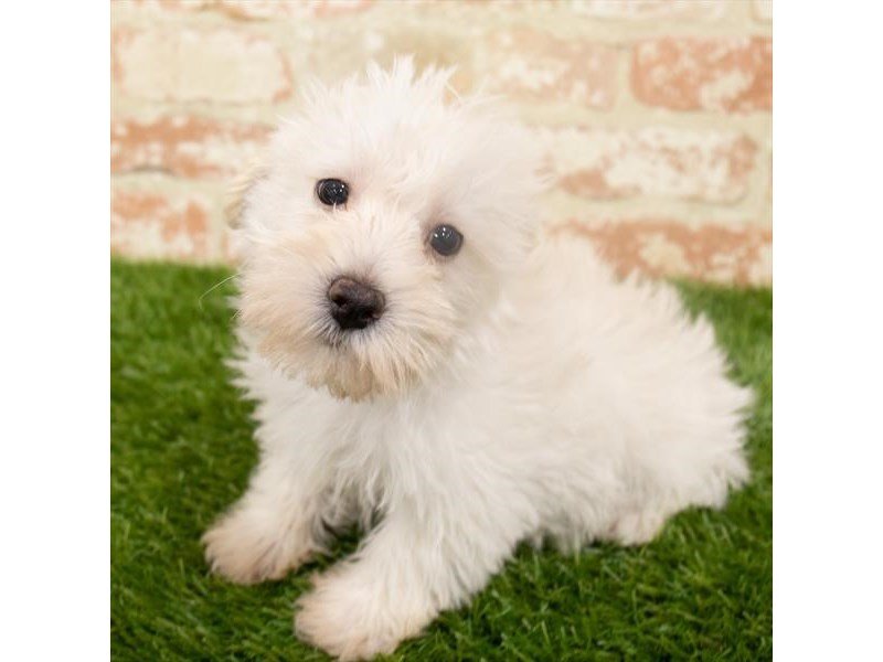 Teddy Bear-DOG-Male-White-2932141-My Next Puppy