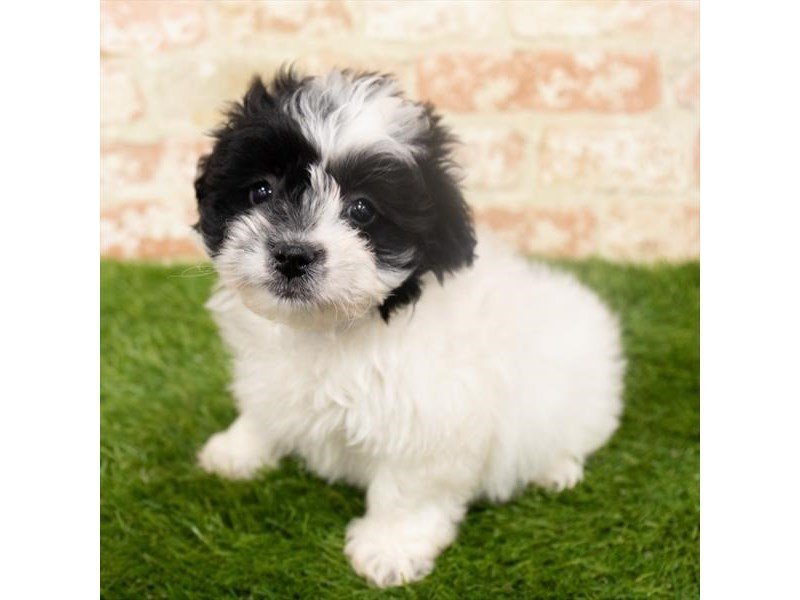 Miniature Schnoodle-Male-Black-2932144-My Next Puppy