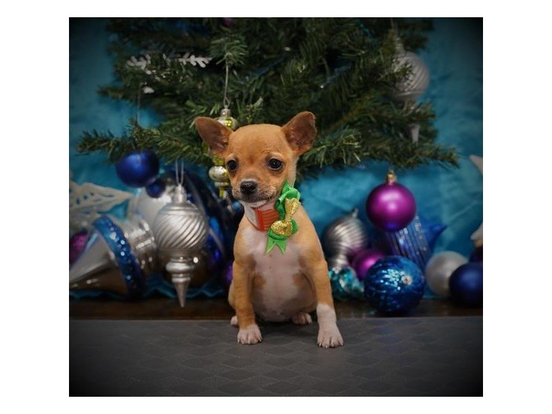 Chihuahua-DOG-Female-Fawn-2932170-My Next Puppy