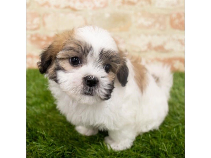 Teddy Bear-DOG-Female-Brown / White-2942401-My Next Puppy