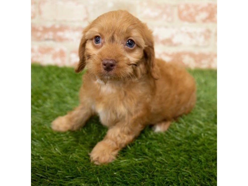 Cock A Poo-DOG-Female-Red-2980381-My Next Puppy