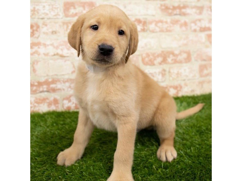 Labrador Retriever-DOG-Male-Yellow-2980383-My Next Puppy