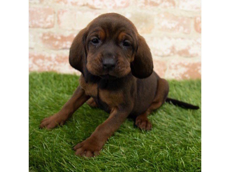 Beagle-DOG-Female-Red-2989258-My Next Puppy