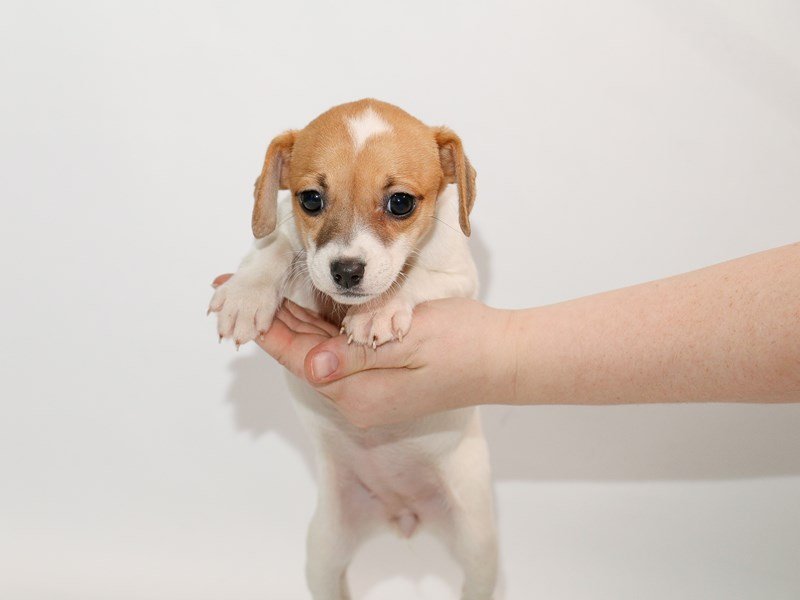Jack Russell Terrier-DOG-Female-White-3005159-My Next Puppy