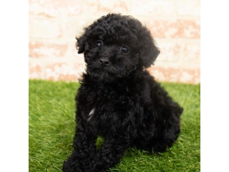Toy Poodle-DOG-Female-Black-2942328-My Next Puppy