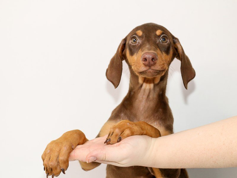 Doberman Pinscher-DOG-Female-Red / Rust-2963677-My Next Puppy