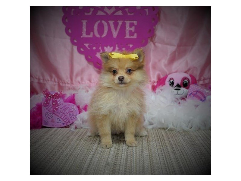 Pomeranian-DOG-Female-Orange Sable-2980379-My Next Puppy