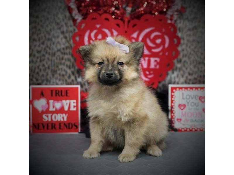 Pomeranian-DOG-Female-Cream Sable-2997085-My Next Puppy