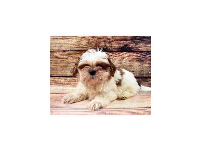 Shih Tzu-DOG-Male-Gold and White-2998166-My Next Puppy