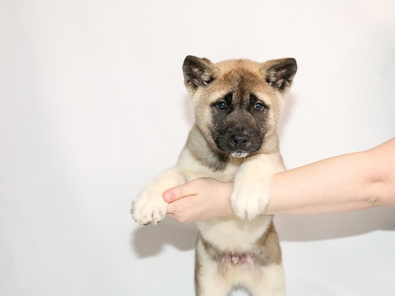 Akita-Male-Fawn-3005555-My Next Puppy