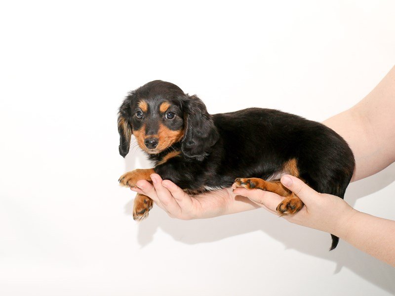 Dachshund-DOG-Male-Black and Tan-3005764-My Next Puppy