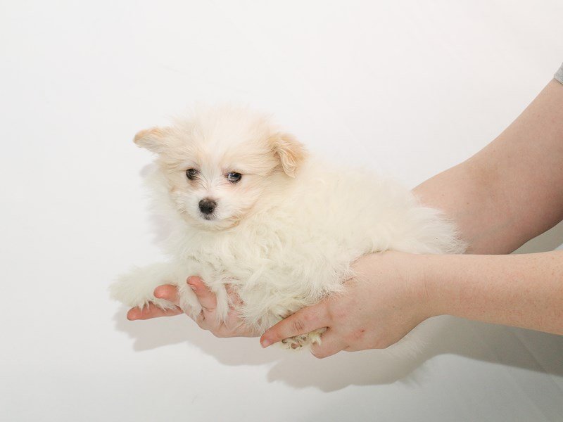 Pom-A-Poo-DOG-Male-Cream-3005889-My Next Puppy