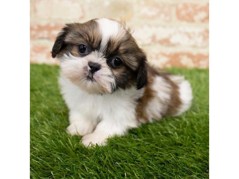 Shih Tzu-DOG-Female-Gold / White-3015388-My Next Puppy