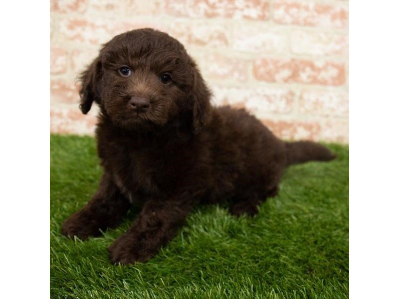 Mini Labradoodle-Female-Chocolate-3015543-My Next Puppy