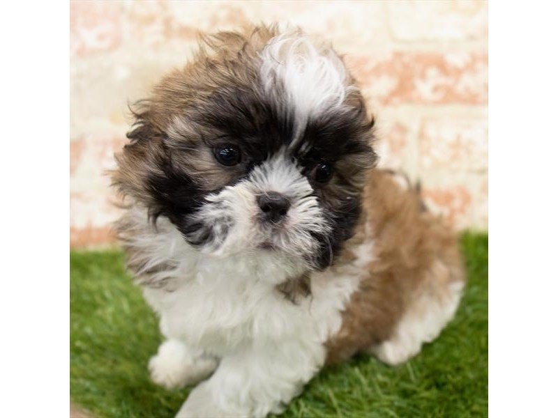 Teddy Bear-DOG-Female-Grizzle-3025372-My Next Puppy