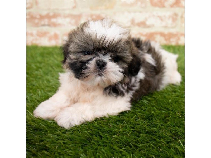 Shih Tzu-DOG-Male-Brindle / White-3025391-My Next Puppy