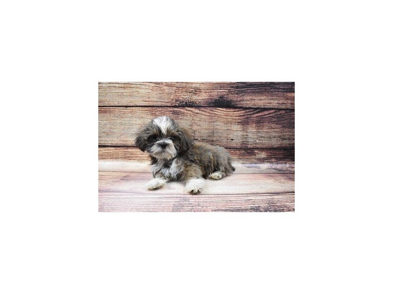 Lhasa Apso-DOG-Female-Grizzle-3026840-My Next Puppy