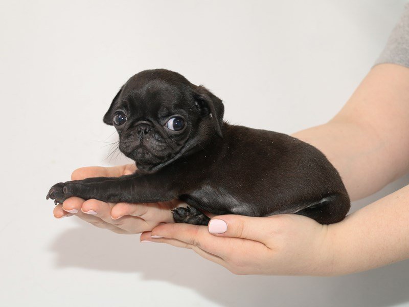 Pug-DOG-Male-Black-3035376-My Next Puppy