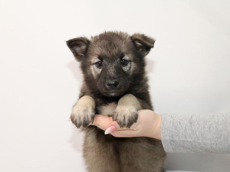 Norwegian Elkhound-DOG-Male-Gray / Black-3044945-My Next Puppy