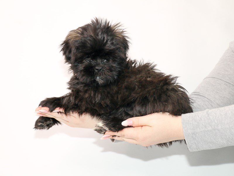Teddy Bear-DOG-Female-Black-3044951-My Next Puppy