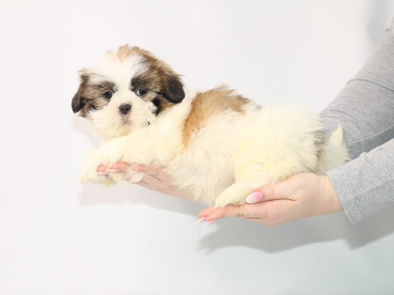 Teddy Bear-DOG-Male-Gold / White-3044954-My Next Puppy