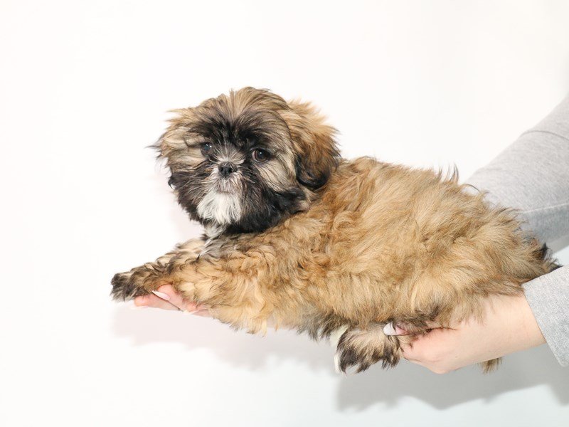 Teddy Bear-DOG-Male-Grizzle-3025298-My Next Puppy