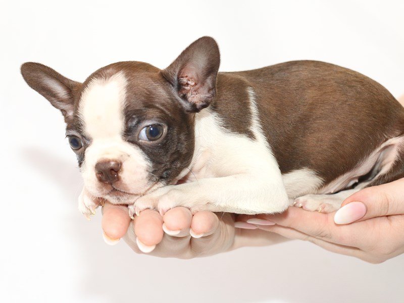 Boston TerrierDOGFemaleRed / White3054457My Next Puppy