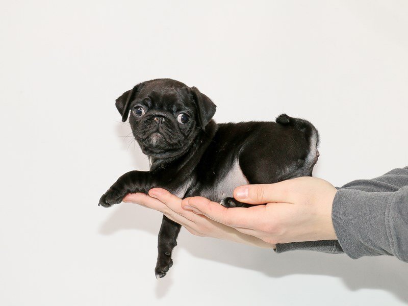 Pug-DOG-Female-Black-2980367-My Next Puppy
