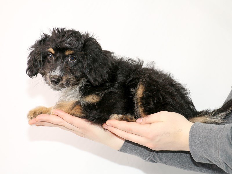 Mini Aussiepoo-DOG-Male-Black and Tan-2998351-My Next Puppy