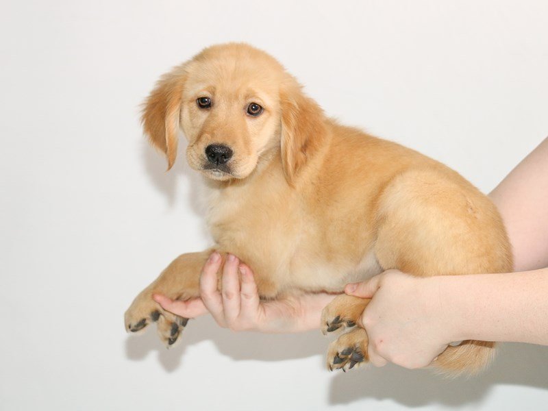 Golden Retriever-DOG-Female-Golden-3005155-My Next Puppy