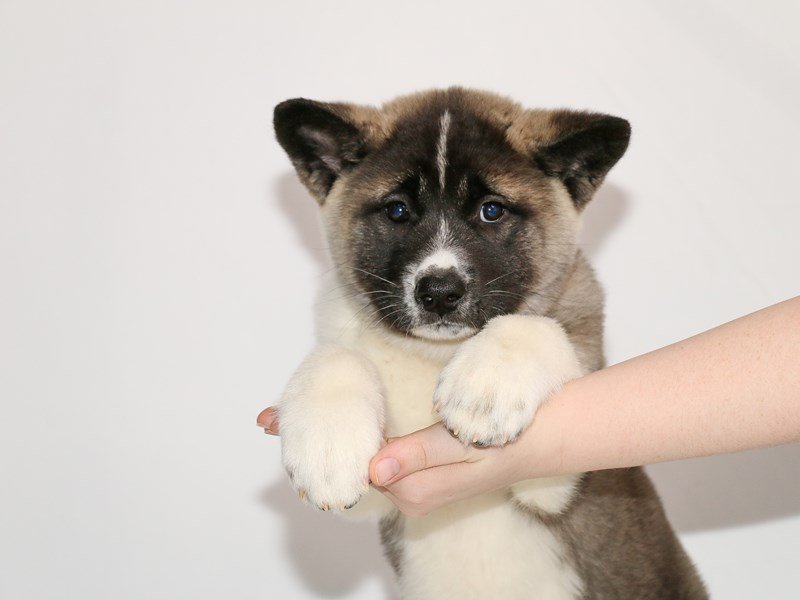Akita-Female-Silver Sable-3005554-My Next Puppy