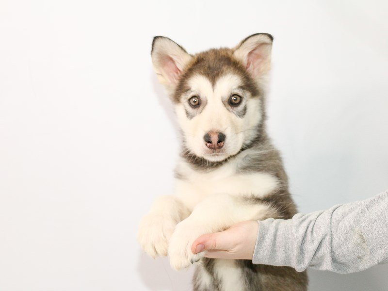 Alaskan Malamute-DOG-Female-Gray / White-3015346-My Next Puppy