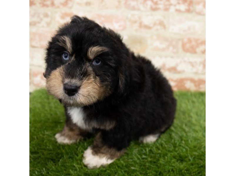 Mini Aussie Poo-DOG-Male-Black / Tan-3025387-My Next Puppy