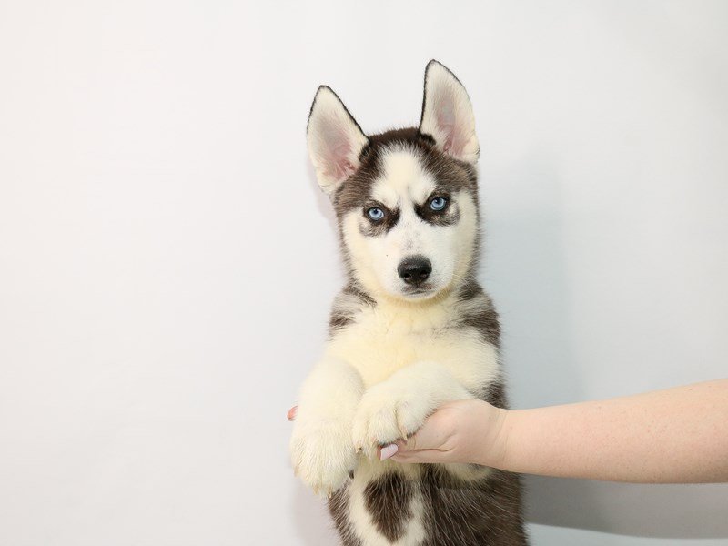 Siberian Husky-DOG-Male-Black / White-3035348-My Next Puppy