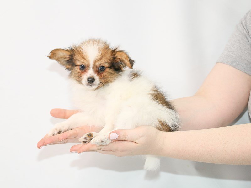 Papillon-Male-White and Sable-3036055-My Next Puppy