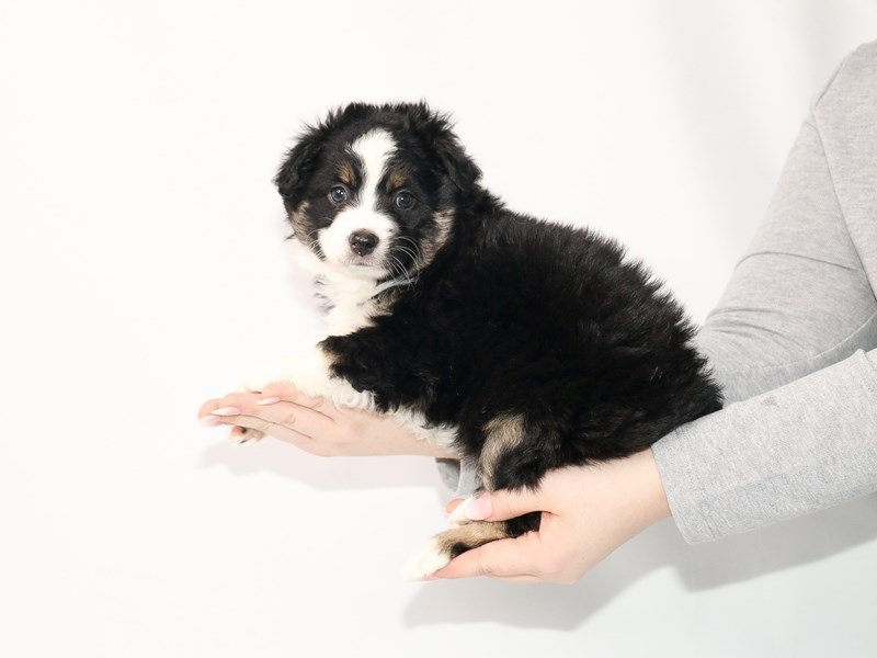 Australian Shepherd-Female-Black-3044966-My Next Puppy