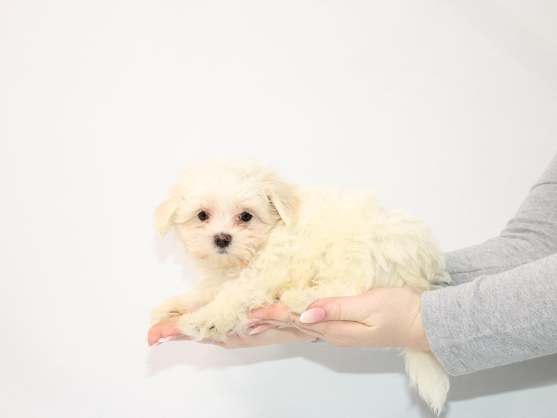 Maltese-DOG-Male-White-3045768-My Next Puppy