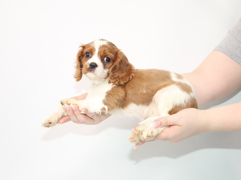 Cavalier King Charles Spaniel-DOG-Female-Blenheim-3054464-My Next Puppy