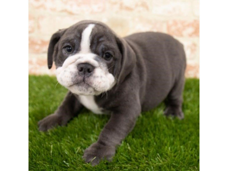 Bulldog-Female-Blue-3066904-My Next Puppy