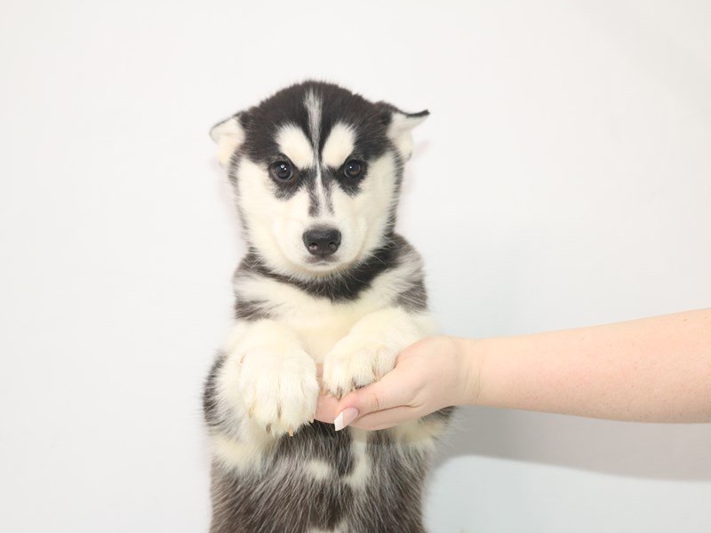 Siberian Husky-DOG-Female-Black / White-3066899-My Next Puppy