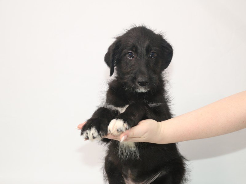 Shepadoodle-DOG-Female-Black-3066935-My Next Puppy
