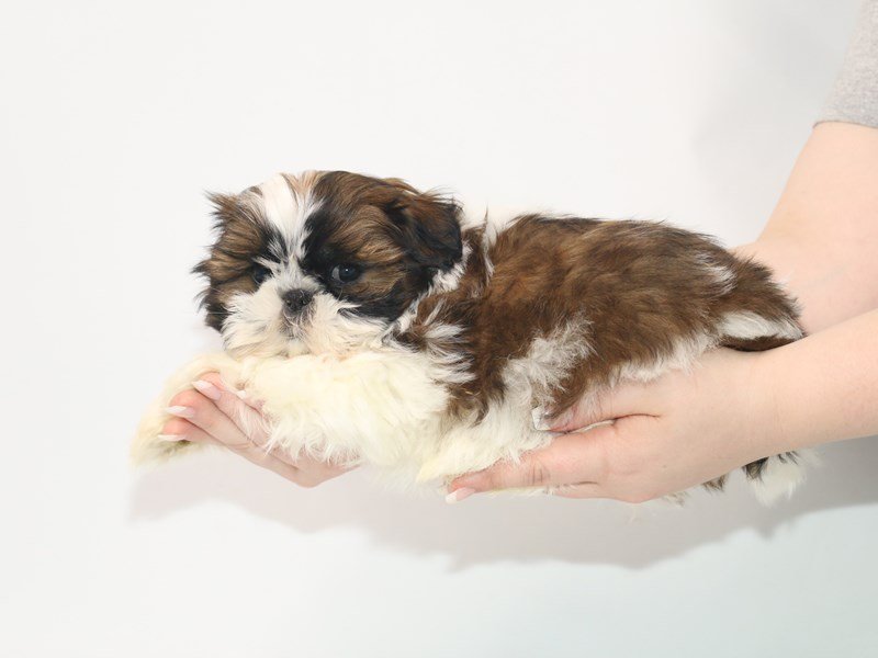 Shih Tzu-DOG-Female-Gold / White-3066946-My Next Puppy