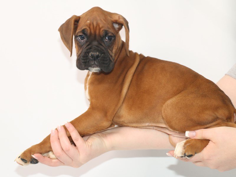 Boxer-DOG-Female-Fawn-3067659-My Next Puppy
