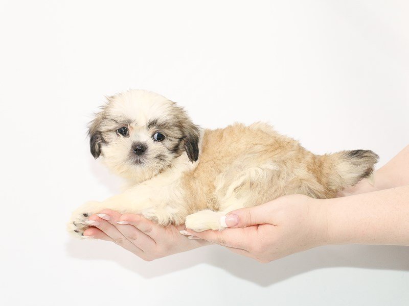 Shih Tzu-DOG-Female-Gold / White-3077553-My Next Puppy