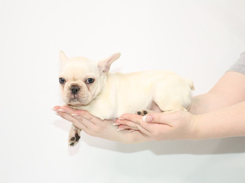 French Bulldog-DOG-Female-Cream-3077592-My Next Puppy