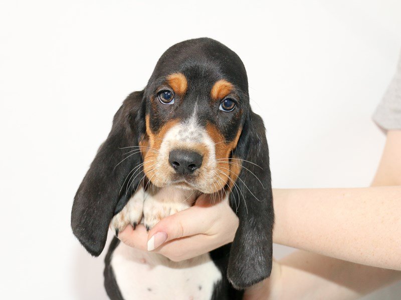 Basset Hound-DOG-Male-Black White and Tan-3078254-My Next Puppy