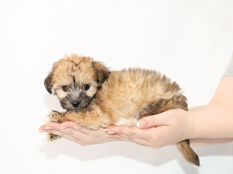 Chinese Crested-Male-Cream-3089404-My Next Puppy