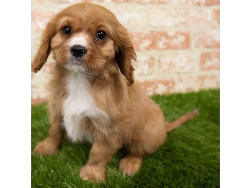 Cavalier King Charles Spaniel-DOG-Male-Ruby-3100303-My Next Puppy