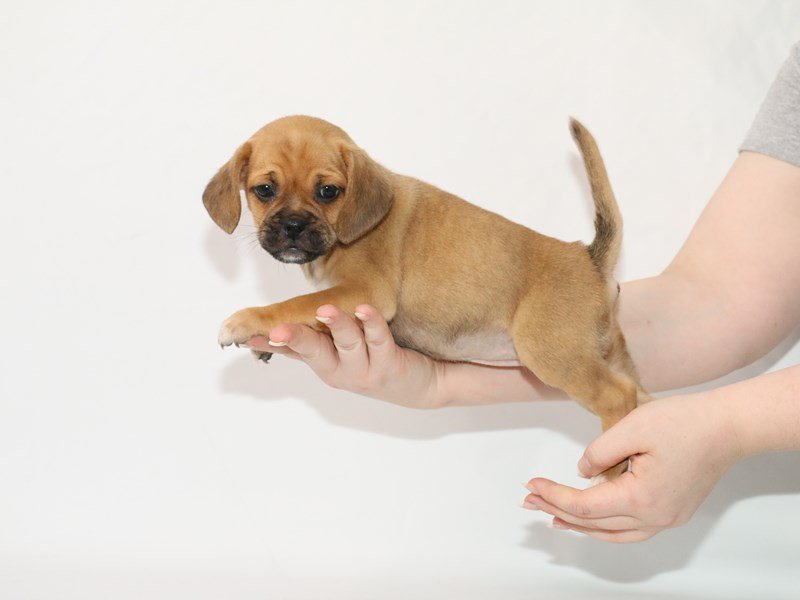 Puggle-DOG-Female-Apricot-3100589-My Next Puppy